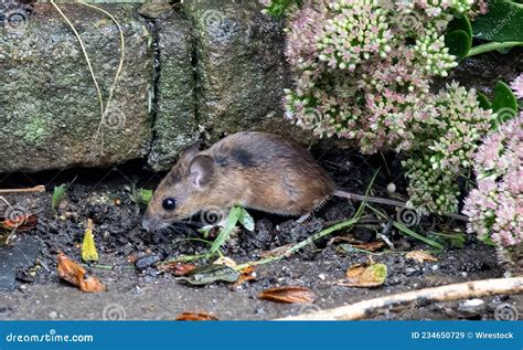 Closeup Shot Of An Ural Field Mouse Crawling In A Garden Stock Image