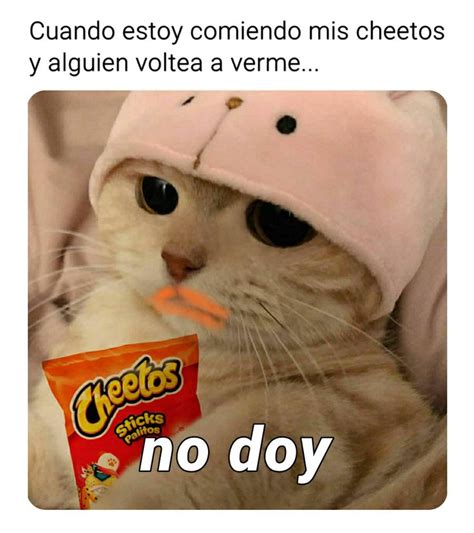 Memes De Gatos Graciosos