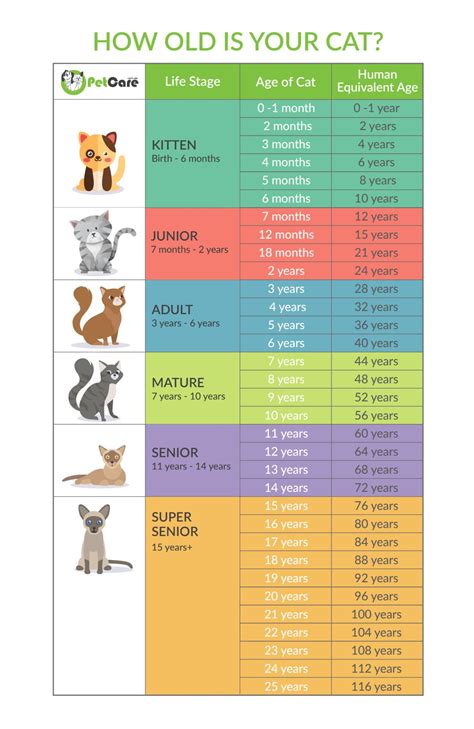 How to calculate cat years to human years calculator chart – Artofit