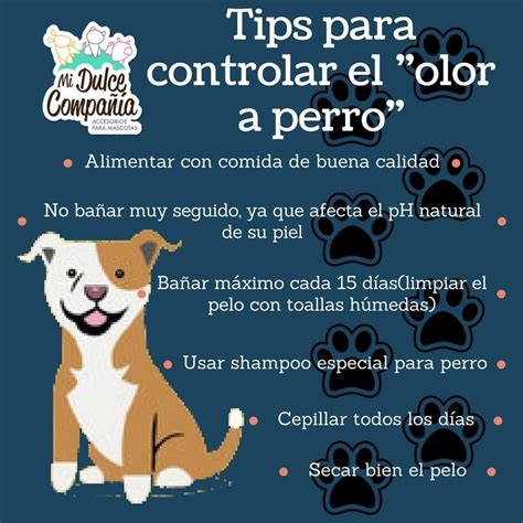 C Mo Quitar El Olor A Perro En Casa Trucos Y Consejos Artofit