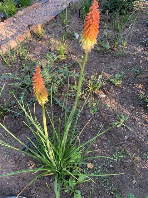 Kniphofia Crown Hybrid Andy Gladman