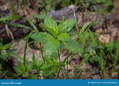 Single Plant Of Dog`s Mercury Mercurialis Perennis In The Forest