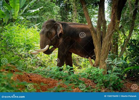 Asiatischer Elefant Elephas Maximus Im Thailändischen Dschungel Auch