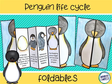 Penguin life cycle foldout activity | Teaching Resources | Penguin life