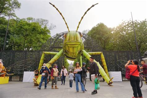 Chapultepec Tendrá Insectos Monumentales Por El Festival Insecta