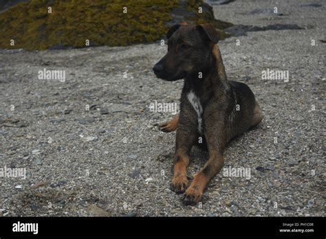 Gorgeous arubian cunucu dog resting on a beach Stock Photo - Alamy