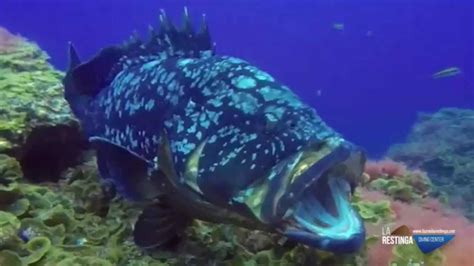 Dos Años De Buceo En El Hierro Con Buceo La Restinga Youtube