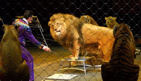 The Lion Tamer Looked Like Antonio Banderas I Captured This Amazing