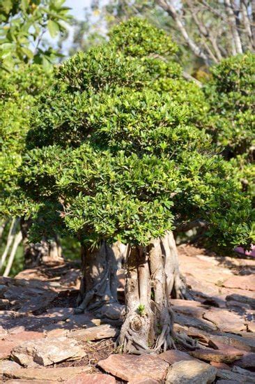 Come Curare Un Bonsai Ficus Mondo Bonsai