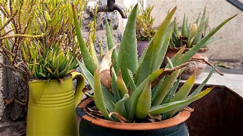 Underwatered Aloe Plant 5 Warning Signs How To Fix It