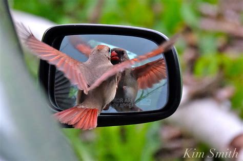 how to keep birds from hitting windows 5