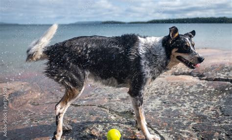 Border Collie mix Stock Photo | Adobe Stock