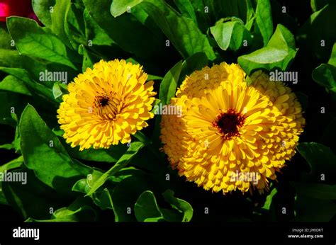 2 Yellow Dahlias Stock Photo - Alamy