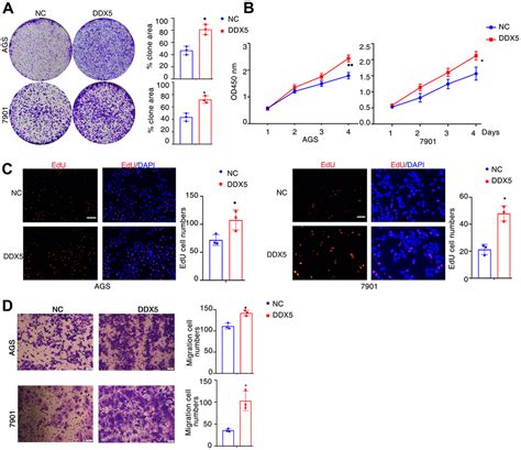 Rna Helicase Ddx Induced Circphf Promotes Gastric Cancer Cell