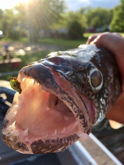 Lake Erie Walleye : r/Fishing