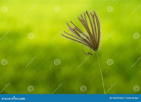 Swollen Finger Grass Chloris Barbata In The Farm Stock Image Image Of Season Farm 195747521