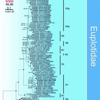 Maximum Likelihood Ml Tree Inferred From Ssu Rdna Sequences Showing