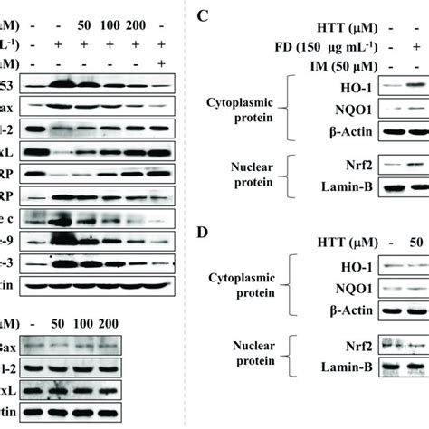 Effect Of Loliolide HTT On The Levels Of Key Apoptosis And