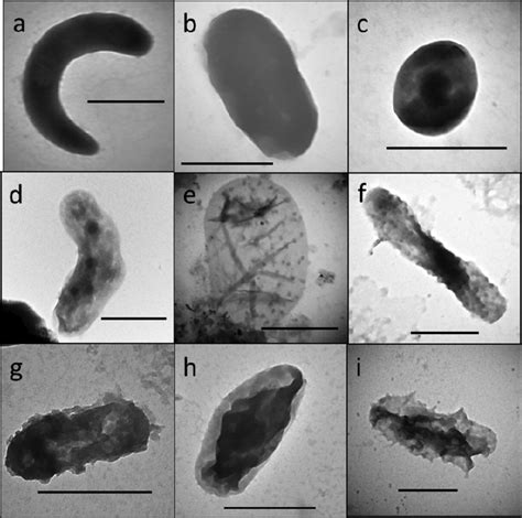 Bacterial Cells Under A Microscope