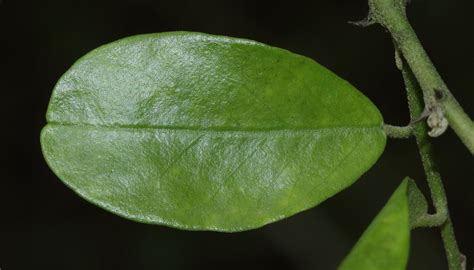 Capparis Sepiaria L Plants Of The World Online Kew Science