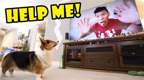 Corgis Reaction To Video I Made When I Leave Life After College Ep