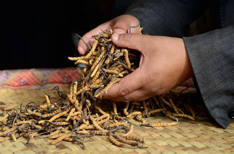 Yarsagumba – the gold rush – Iriss Herbals Lifesciences Pvt Ltd.
