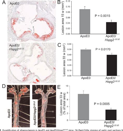 Figure 1 From Heparan Sulfate In Perlecan Promotes Mouse