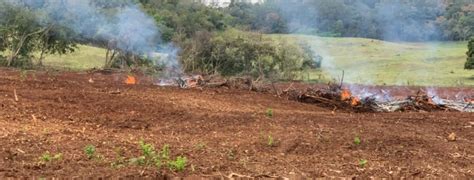 Iat Identifica Desmatamento De Mais De Hectares E Impede Crime