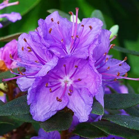 Dwarf Purple Rhododendron For Sale Online | The Tree Center