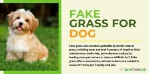 Discover the Joy of Fake Grass for Dogs: a Guide to Transform Your ...