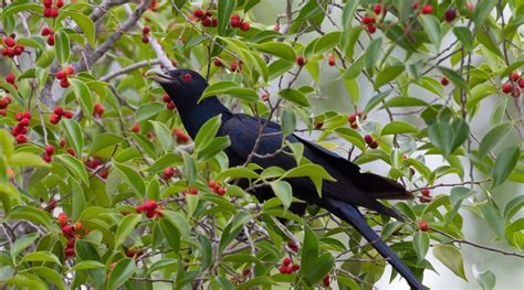 Eastern Koel Birdlife Australia