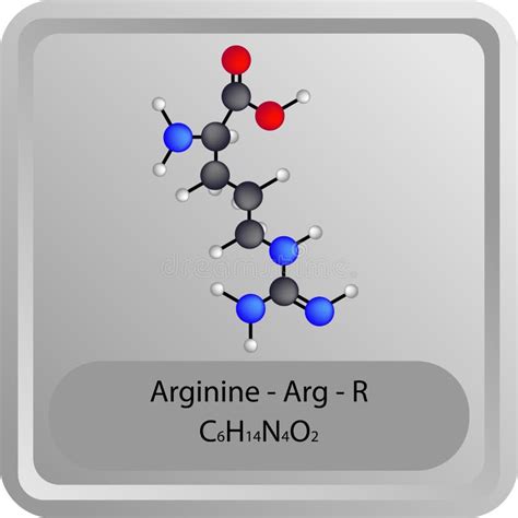 Arginine â Arg â R Amino Acid Chemical Structure Stock Vector