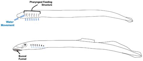 Filter Feeding Shellfish