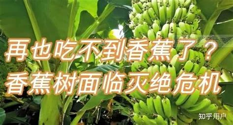 大麦克香蕉灭绝了吗 知乎