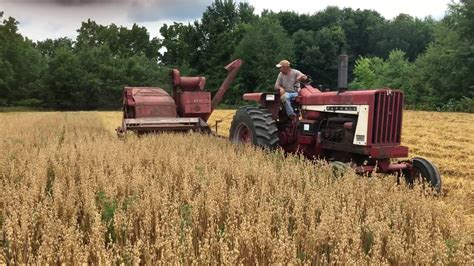 Ih Model 80 Combine And Farmall 806 Harvesting Oats Youtube