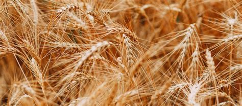 The Top Canadian Wheat Stocks To Look At In October 2024 Stocktrades