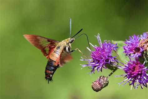 Hummingbird Moth Near The Ouachita National Forest Steve Creek