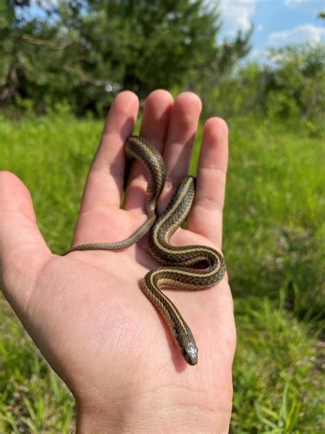 18 Snakes In New York Pictures And Identification