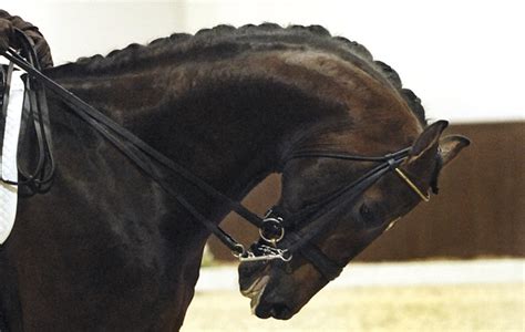 Why rollkur is so damaging to horses: an equine osteopath’s view