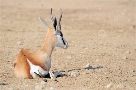 Fundo Gazela Deitada Frica Gazela Vida Selvagem Foto E Imagem Para