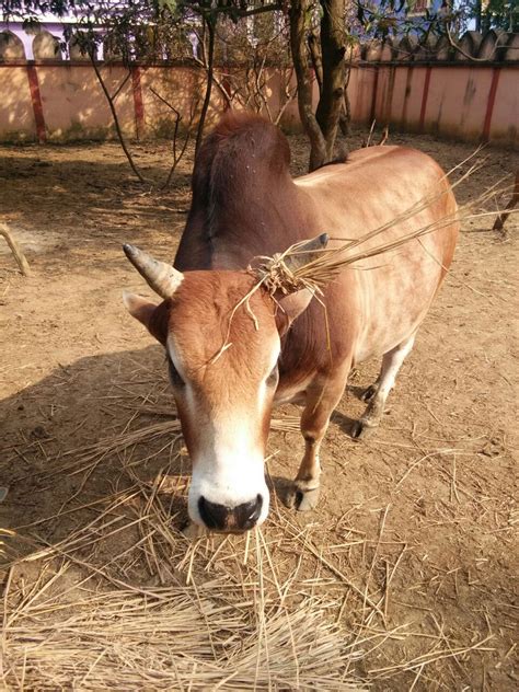 Building A New Goshala For The Ashram Cows