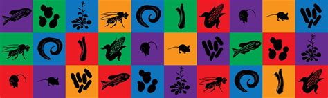 The Natural History of Model Organisms | Collections | eLife