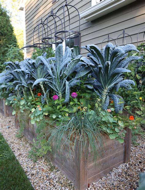 How To Grow Your Own Year Round Supply Of Kale • Gardenary