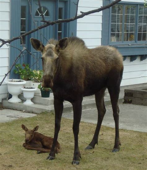 Katahdin's Shadow Outfitters - Baby Moose