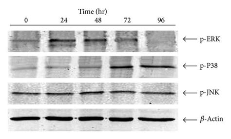 Time Course Of Mapk Activation In Response To Glupa Treatment In Ins 1