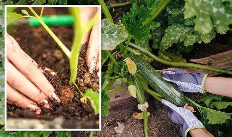 Guide Pratique Quand Et Comment Planter Des Courgettes Pour Une