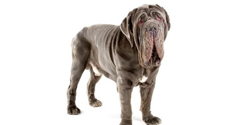 Neapolitan Mastiff Hercules