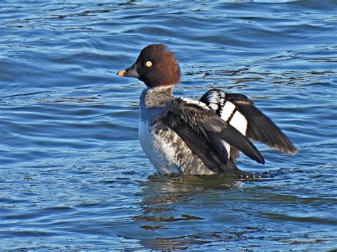 Goldeneye F A Series Of Goldeneye Duck Shots From Flickr