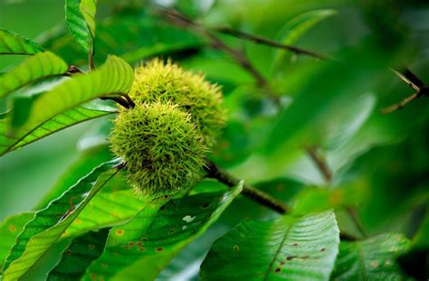 Growing Chinese Chestnuts Learn About Chinese Chestnut Uses In The Landscape Gardening Know How