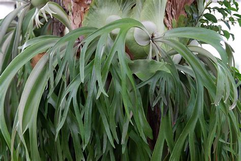 How To Grow And Care For Staghorn Ferns Gardeners Path